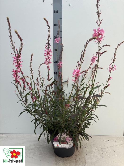 <h4>GAUR LI GEYSER PINK</h4>