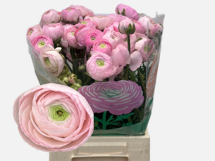 <h4>RAN AM MARSHMALLOW</h4>