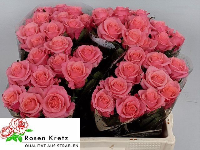 <h4>ROSA GR 'BARBY'</h4>