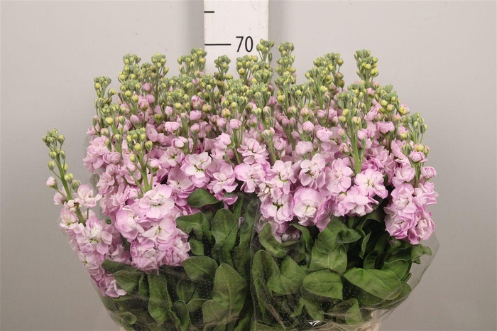 <h4>Matth Mathilda Pink</h4>