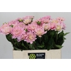 Dahlia Princess Kate