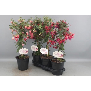 FUCHSIA OV