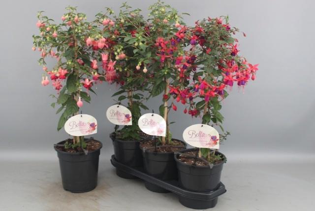 <h4>FUCHSIA OV</h4>
