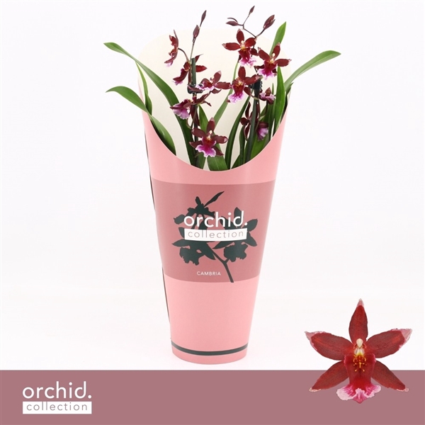 <h4>Barrocco Red, 2-spike Compact 'Orchid Collection' Potcover</h4>