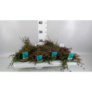 Selaginella   ...