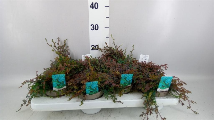 <h4>Selaginella   ...</h4>