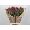 Freesia One Xxl Pink