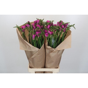 Freesia One Xxl Pink