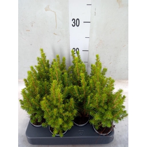 Picea glauca 'Conica'
