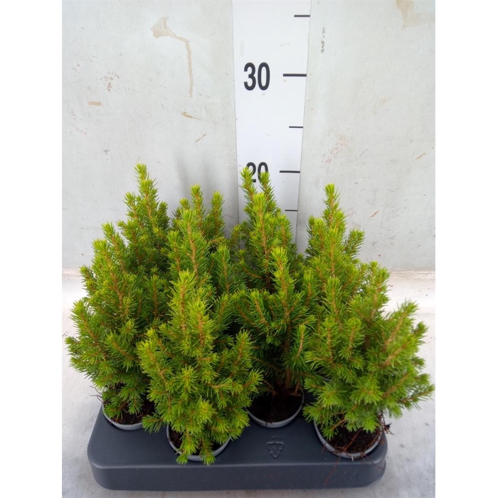 <h4>Picea glauca 'Conica'</h4>