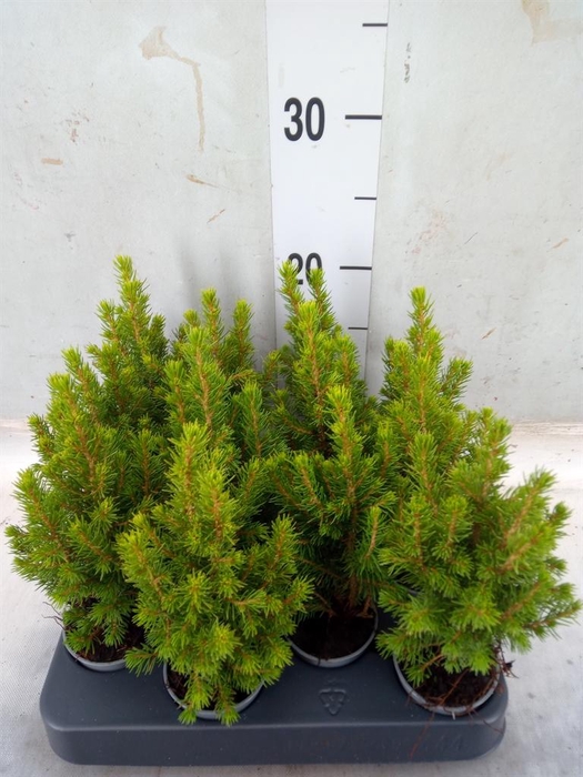 Picea glauca 'Conica'
