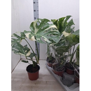 MONSTERA DEL VARIEGA