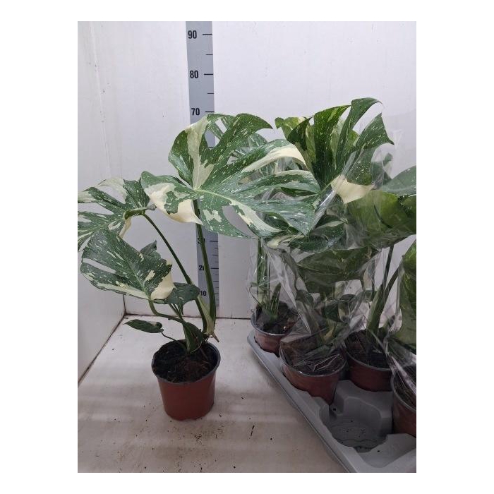 <h4>MONSTERA DEL VARIEGA</h4>