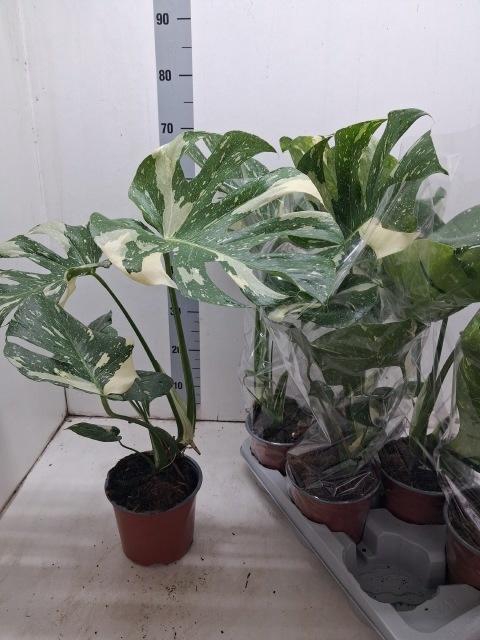 MONSTERA DEL VARIEGA