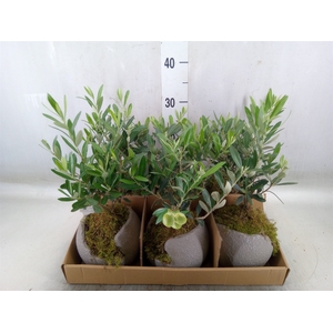 Arr.   Tuinplanten L%