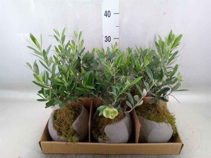 <h4>Arr.   Tuinplanten L%</h4>
