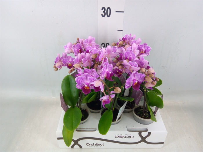 <h4>Phalaenopsis   ...mini</h4>
