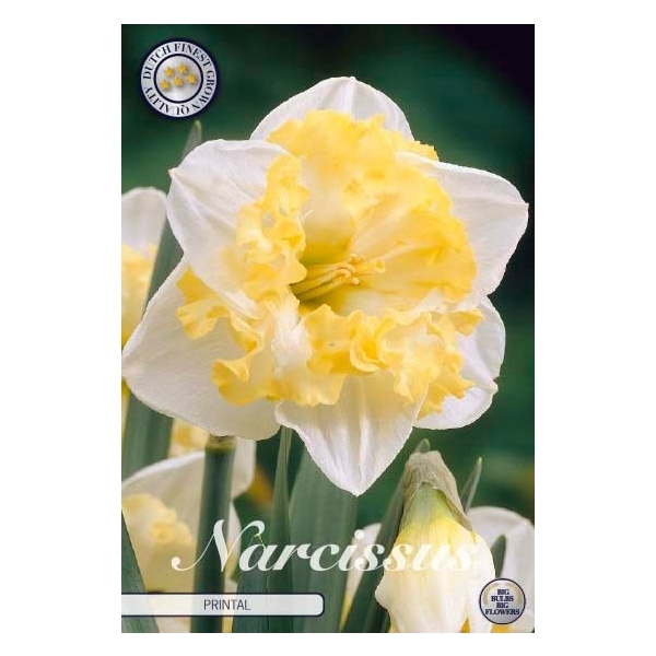 <h4>Narcissus Splitcrown Printal x5 14/16</h4>
