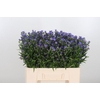 Aster Casamare