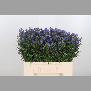 Aster Casamare