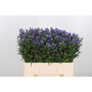 Aster Casamare