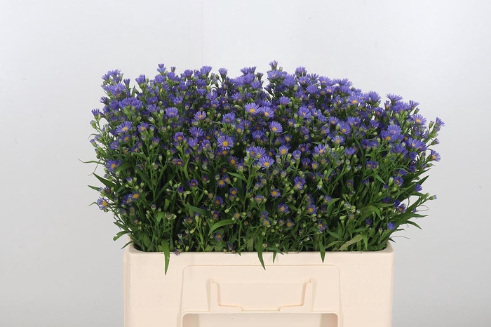 <h4>Aster Casamare</h4>