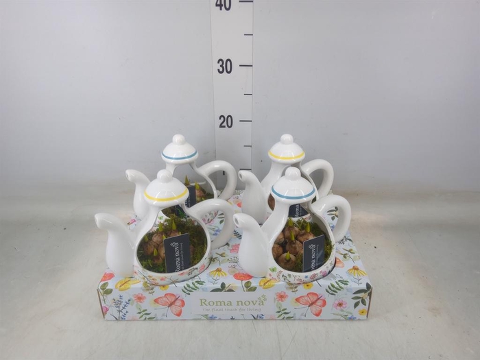 <h4>Arr. Muscari L%</h4>