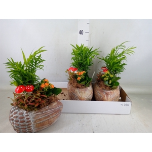 Arr.   Planten H%