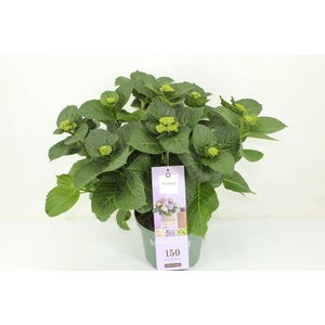 Hydrangea mac. 'Magical Amethyst'