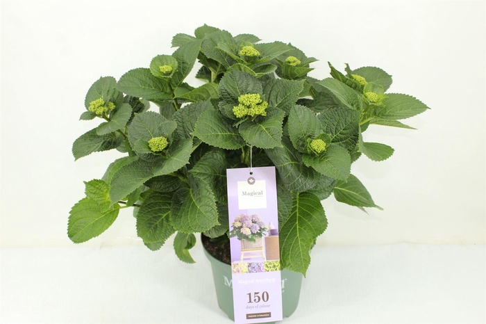 <h4>Hydrangea mac. 'Magical Amethyst'</h4>