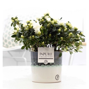 1st class Azalea white in P&PURE Illusion ceramics
