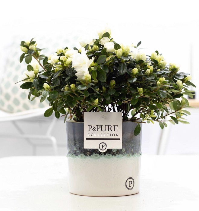 <h4>1st class Azalea white in P&PURE Illusion ceramics</h4>