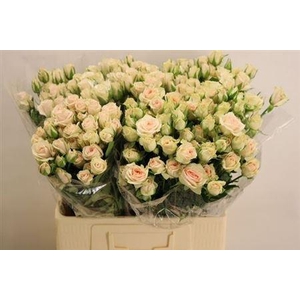 R Tr Royal Porcelina