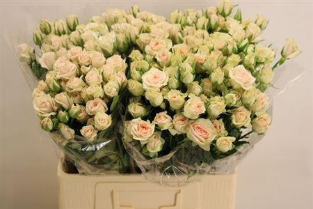 <h4>R Tr Royal Porcelina</h4>