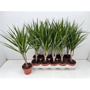 DRA MARGINATA