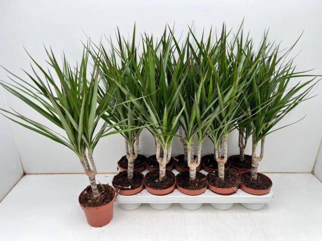 <h4>DRA MARGINATA</h4>