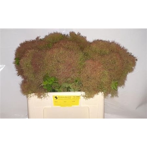 Cotinus C Young Lady Decor
