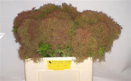 <h4>Cotinus C Young Lady Decor</h4>