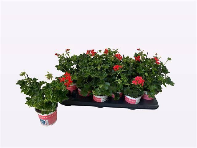 arr8 Pel Pelt Balkon Rood