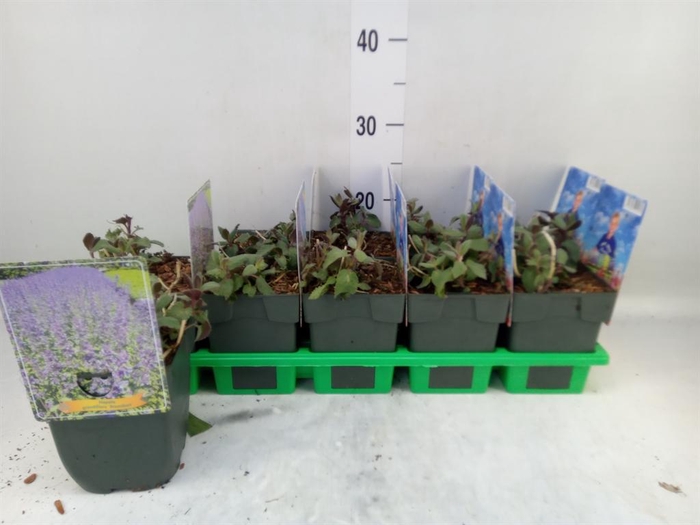 <h4>Nepeta   ...</h4>