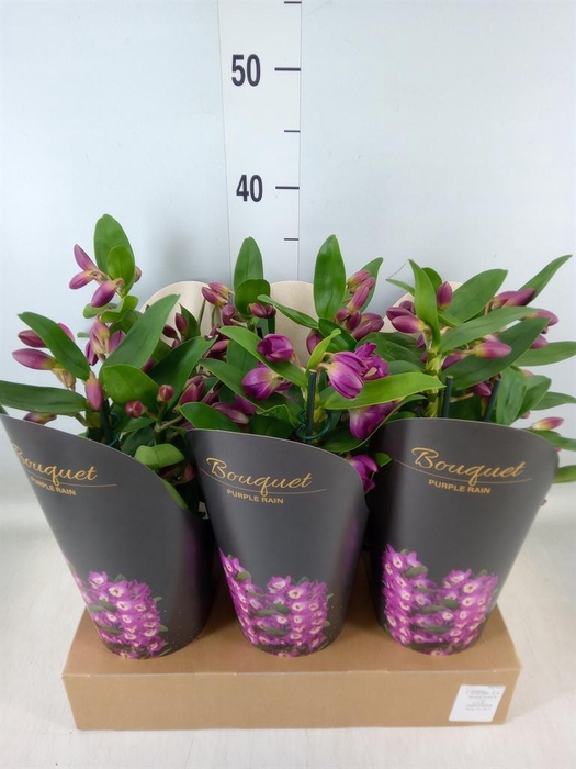 <h4>Dendrobium nob. 'Bouquet Prpl Rain'</h4>