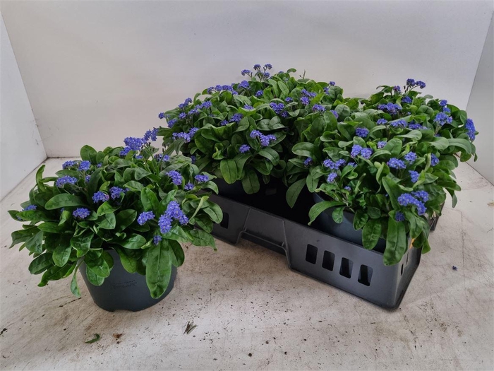 Myos Sy Laura D Blue