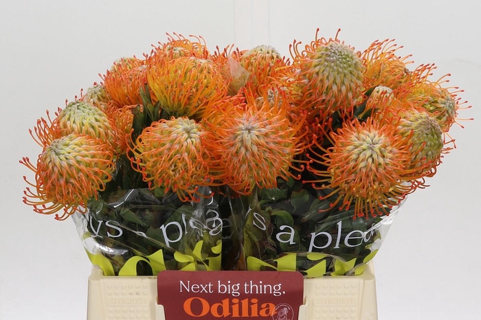 <h4>Nutans Ayoba Sun</h4>