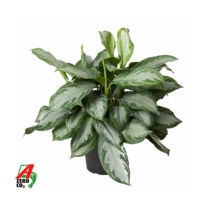 <h4>Aglaonema Silver Bay</h4>