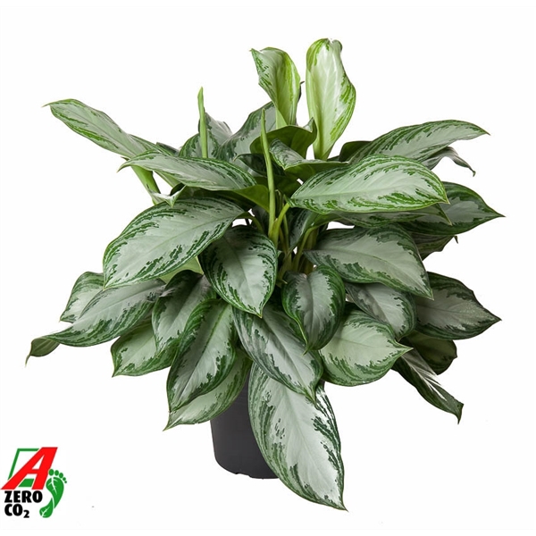 <h4>Aglaonema Silver Bay</h4>