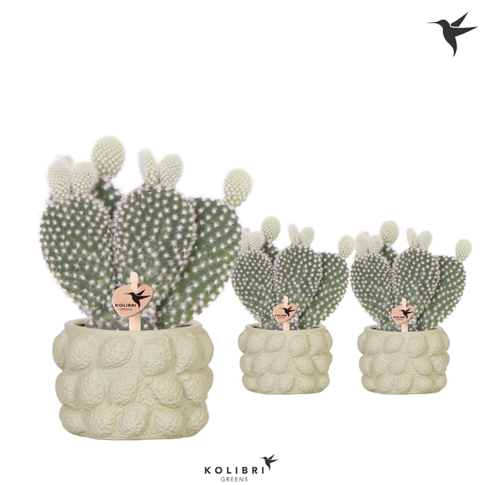 <h4>Kolibri Greens Opuntia white in Citrus pot green</h4>