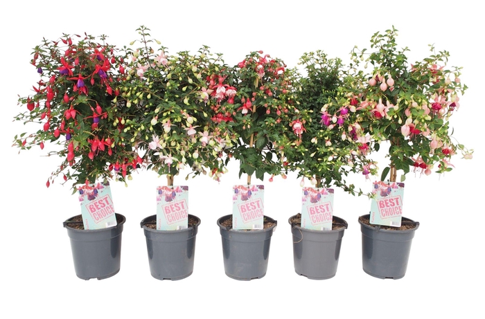 <h4>Fuchsia stam</h4>