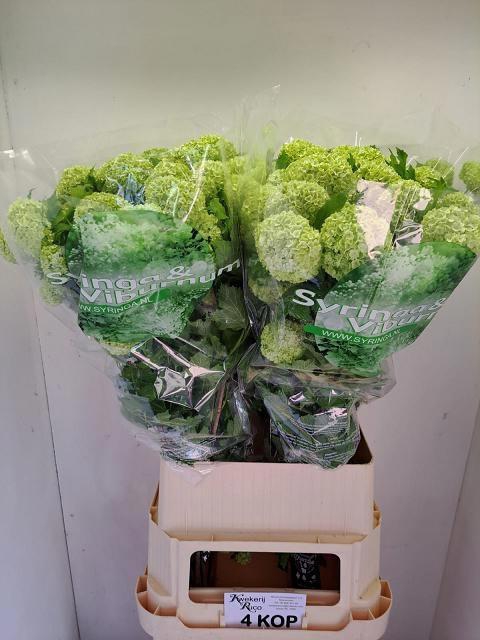 <h4>VIBURNUM ROSEUM ST</h4>