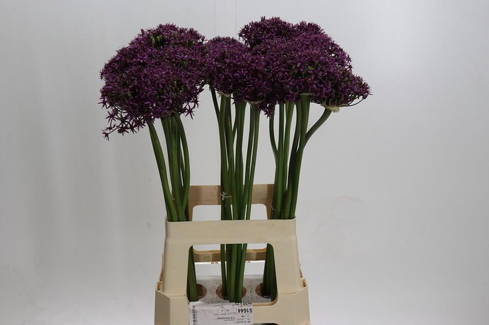 <h4>Allium Miami</h4>