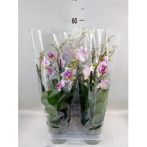 Phalaenopsis  'Ant Rotterdam'